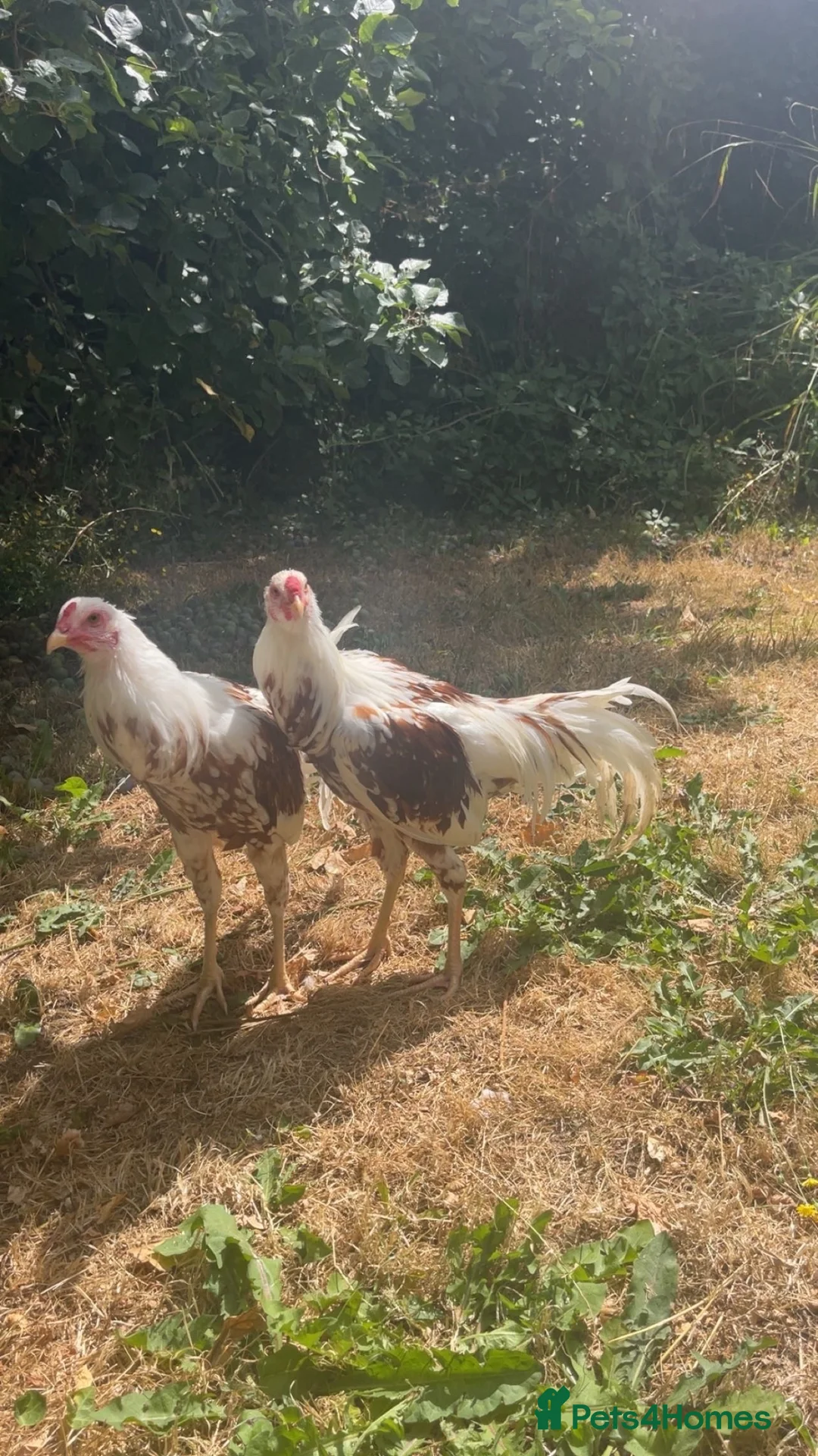 Mixed Breed birds for sale: Gamefowl/ aseel cocks  in Bridgwater - Advert 1