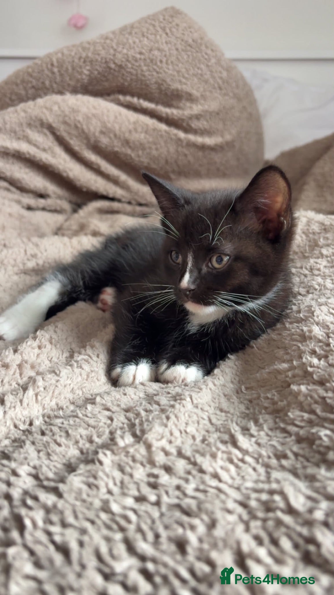 Mixed Breed cats One kitten left! - Advert 16