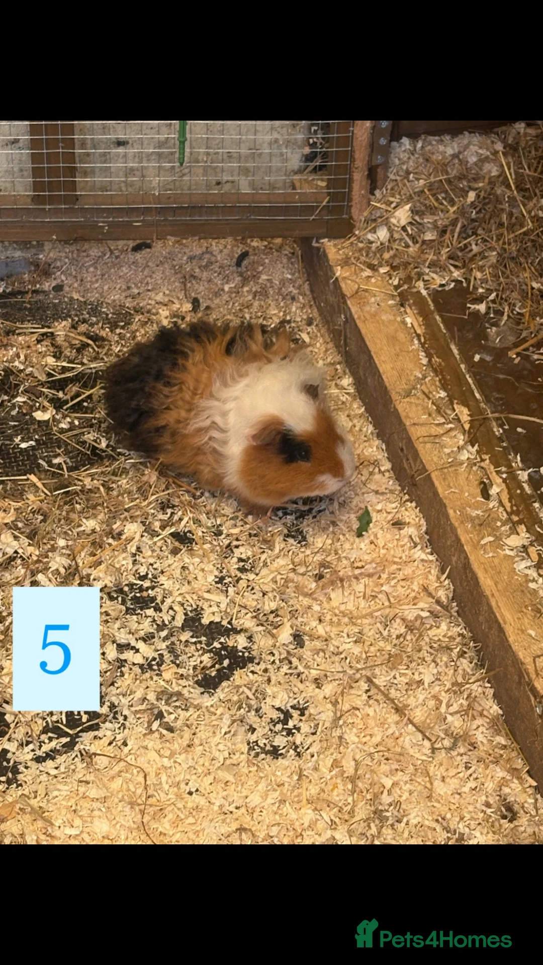 Guinea Pig rodents for sale: URGENT 3 guinea pigs needing a home! in Tranent - Advert 3