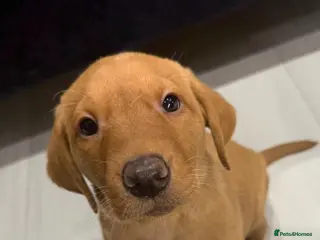 Labrador Retriever dogs Only 1 stunning fox red Labrador puppy left - Advert 1