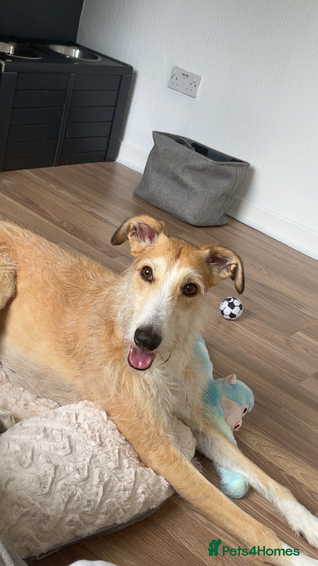Mixed Breed dogs Beautiful Lurcher x hybrid  - Advert 1