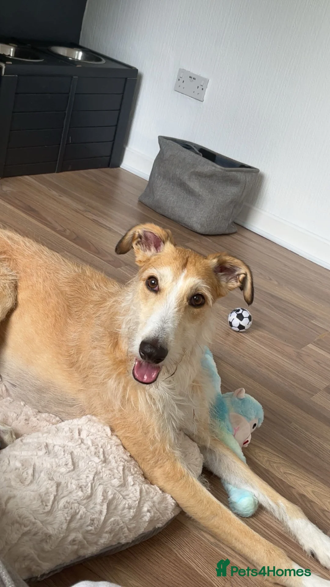 Mixed Breed dogs for sale: Beautiful Lurcher x hybrid  in Pontefract - Advert 1