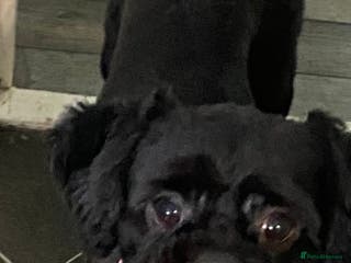 Shih Tzu dogs Shih Tzu Puppies For Sale - Advert 2