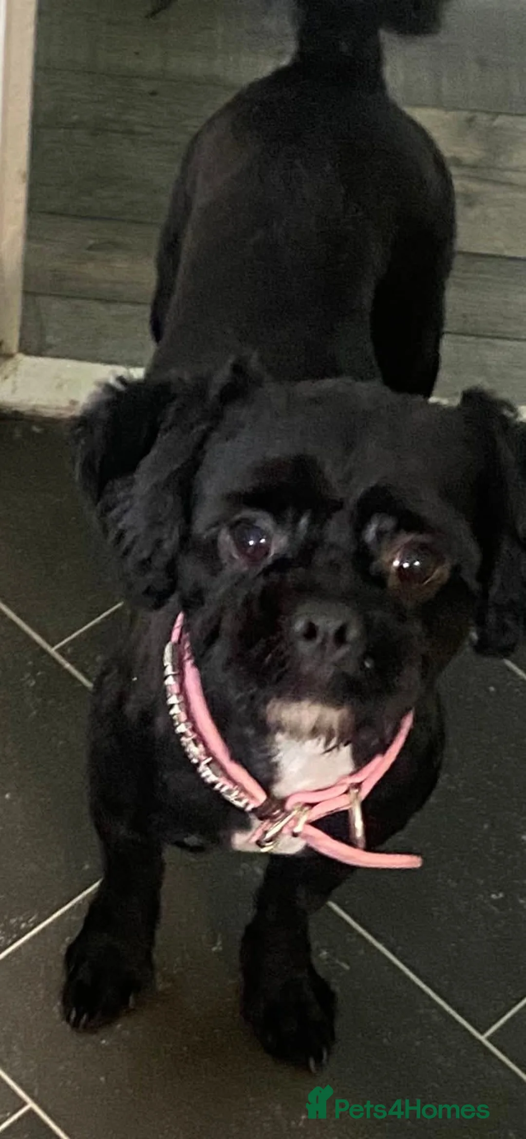 Shih Tzu dogs for sale: Shih Tzu Puppies For Sale - - Advert 6