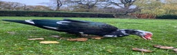 Ducks poultry for sale: Muscovy Drake - 3 year old Male  - Advert 3