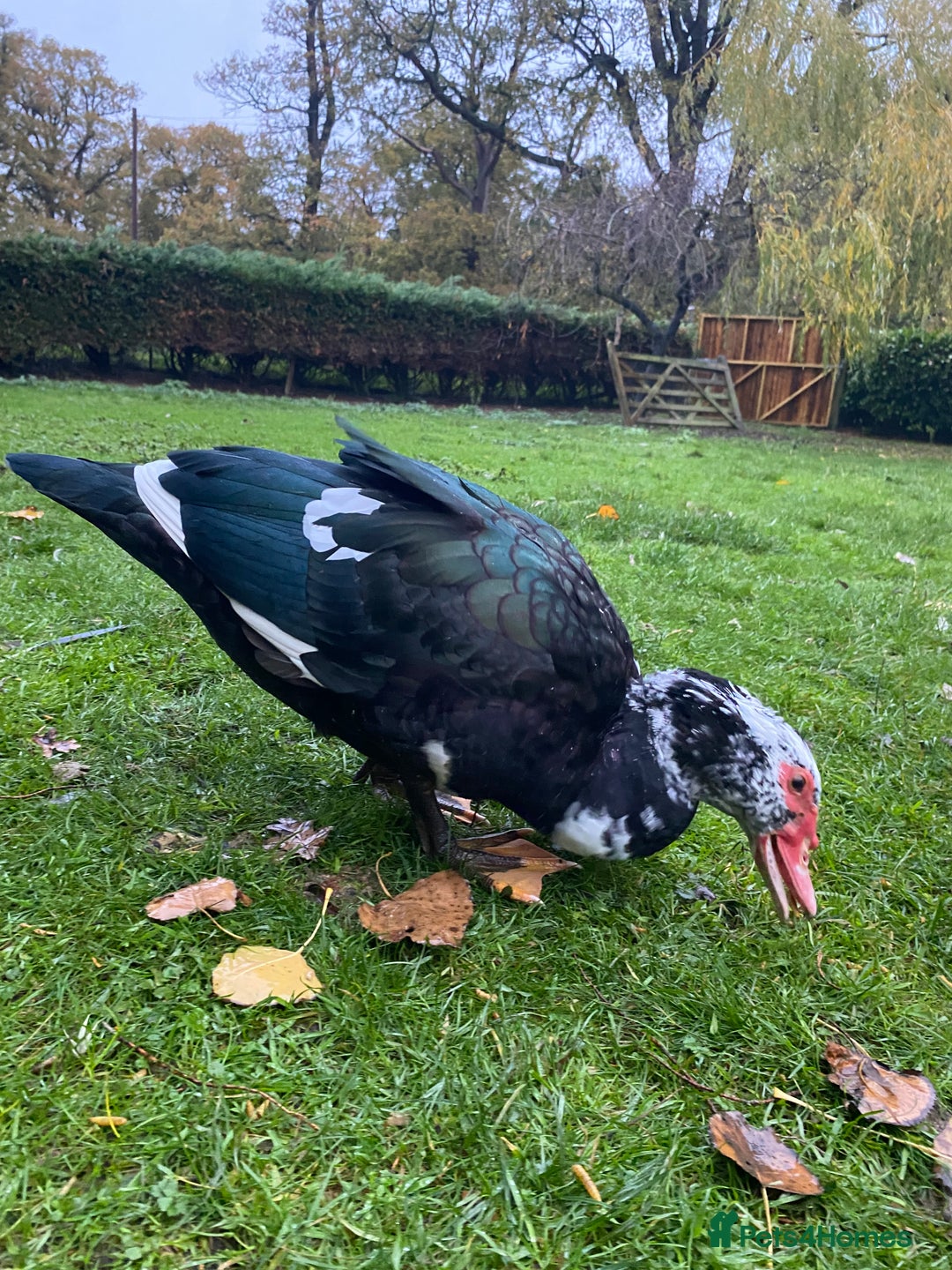 Ducks poultry for sale: Muscovy Ducks Available - Male & Female - Image 5