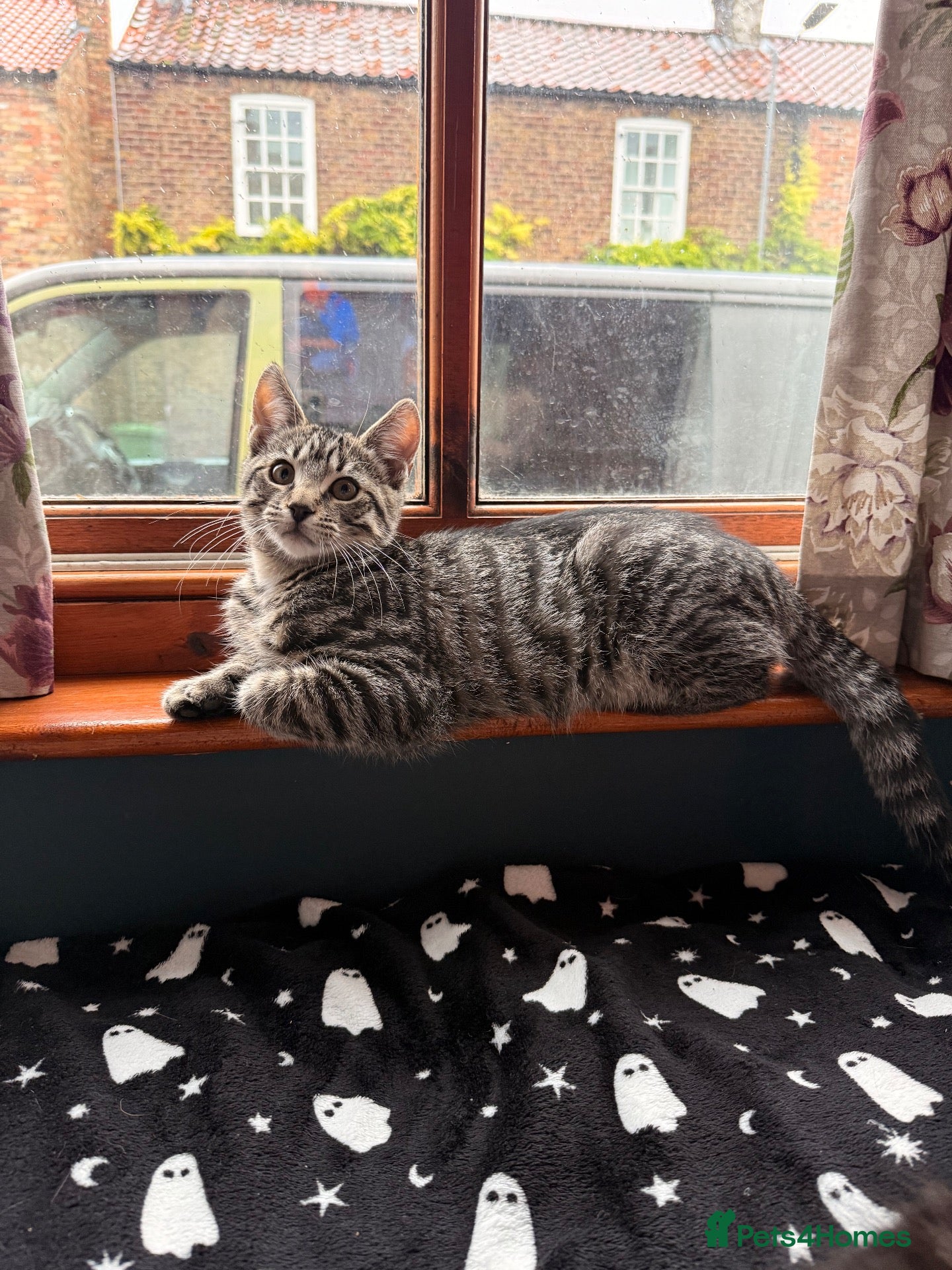 Mixed Breed cats Boy Kittens Looking for Their Forever Homes - Advert 1