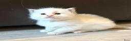 Ragdoll cats for sale: Beautiful TICA Registered Ragdoll Kittens - Advert 9