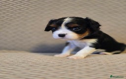 Cavalier King Charles Spaniel dogs for sale: Gorgeous KC Reg Cavalier Puppies  - Image 20
