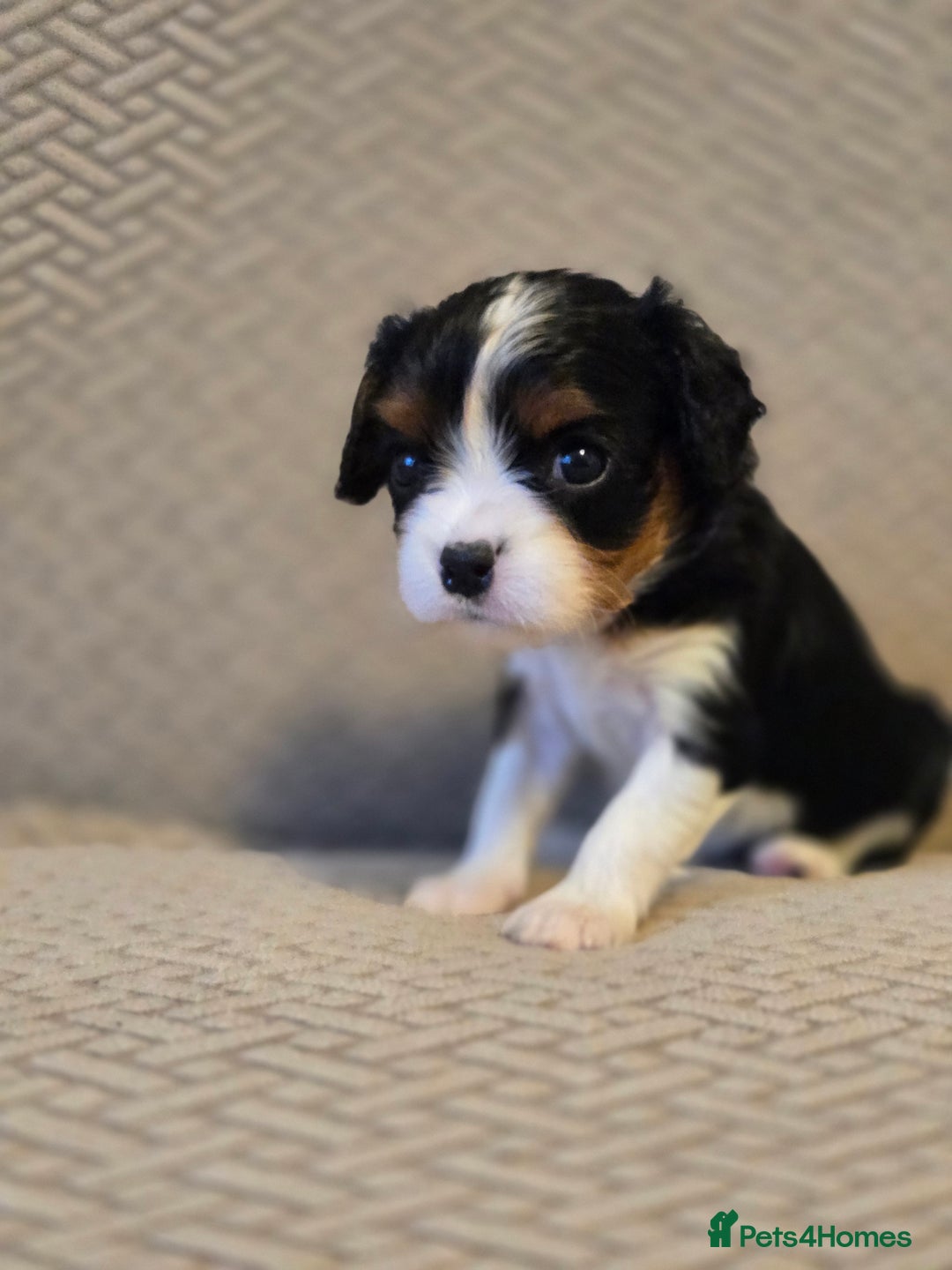 Cavalier King Charles Spaniel dogs for sale: Gorgeous KC Reg Cavalier Puppies  - Image 20