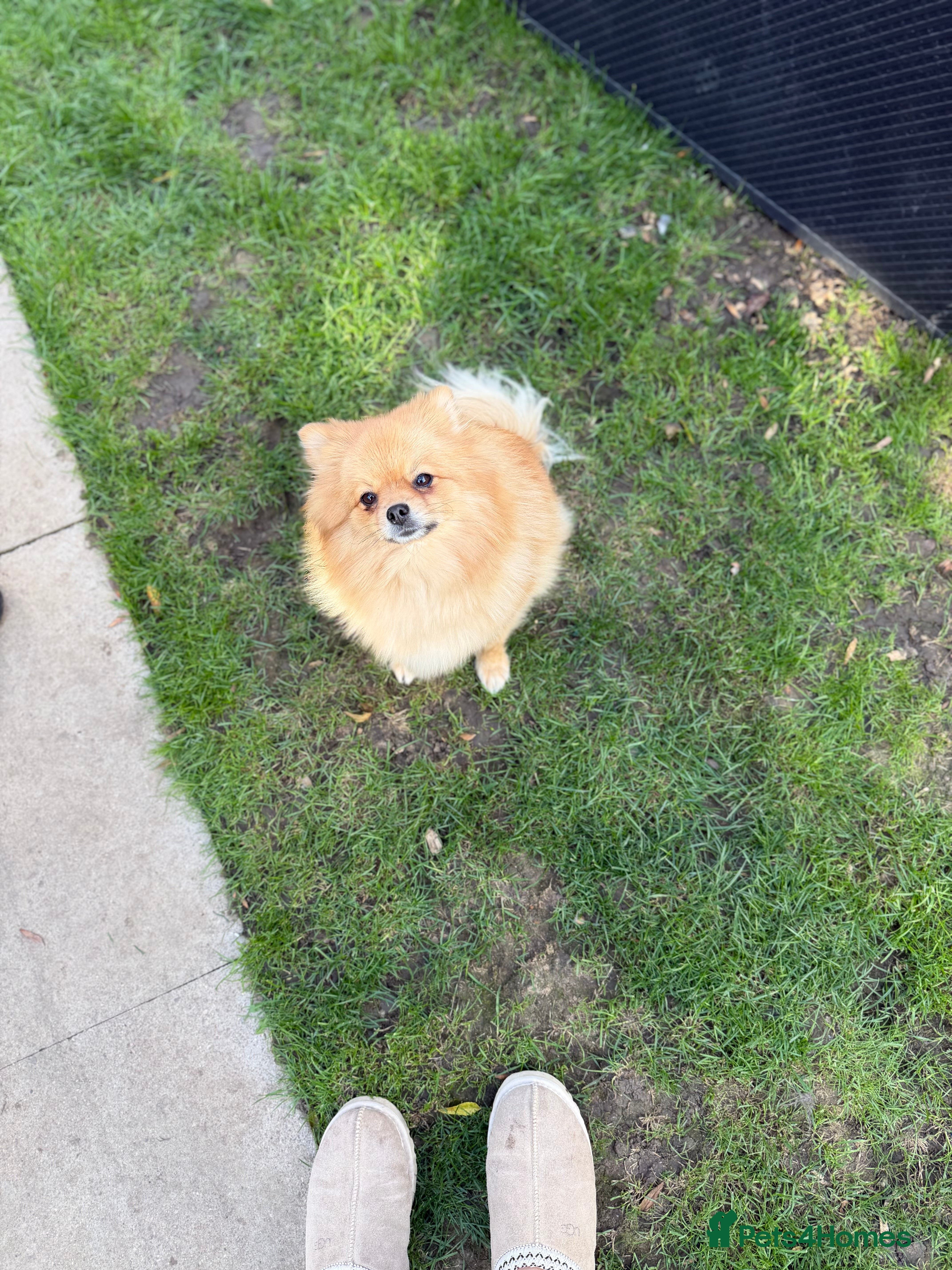 Pomeranian dogs Kc Pomeranians  - Advert 5