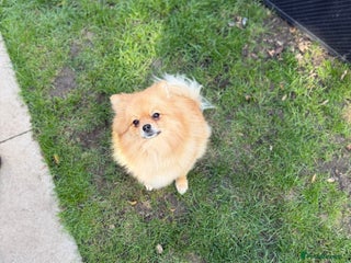 Pomeranian dogs Kc Pomeranians - Advert 5