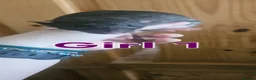 Rat rodents for sale: Young rats for sale - Advert 8