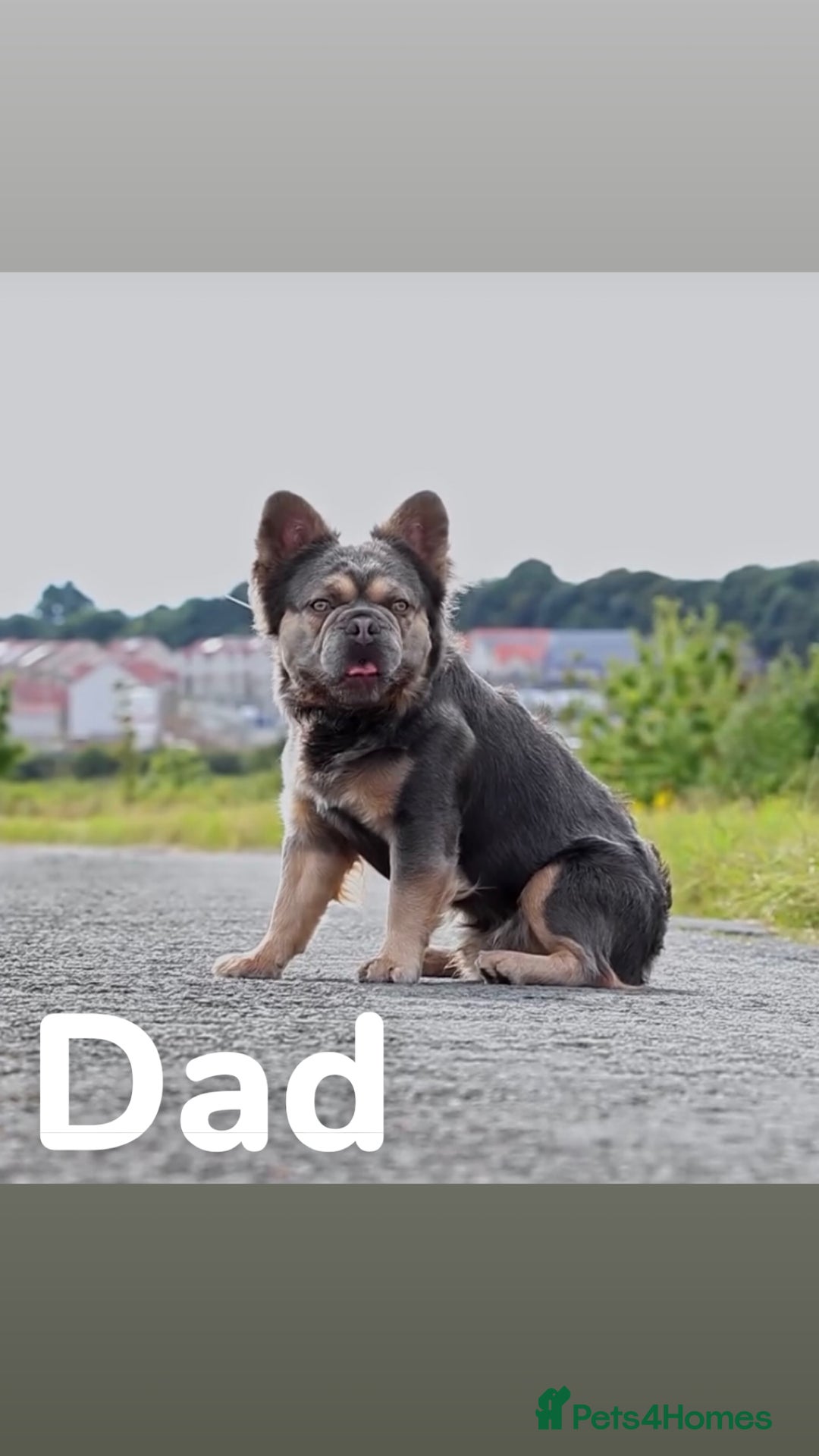 French Bulldog dogs for sale: French bulldogs  - Advert 6