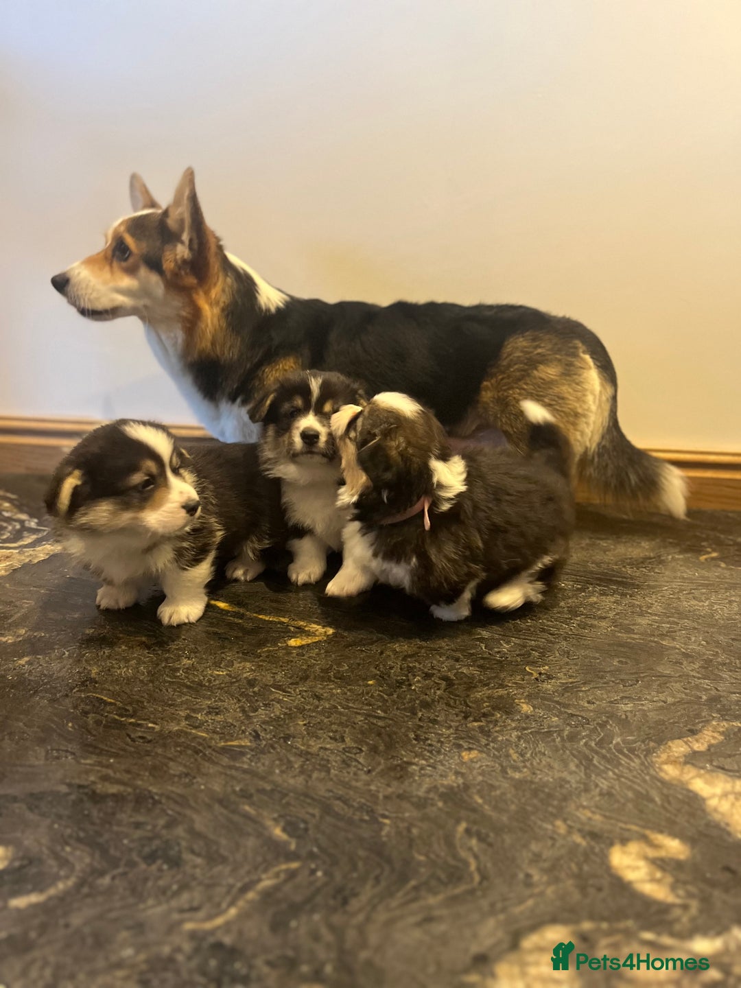 Welsh Corgi Pembroke dogs for sale: KC Pembroke Welsh Corgis (Gorgeous Tri Colour) - Advert 15