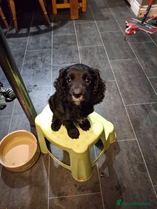 Cocker Spaniel dogs Cocker spaniel puppy for sale ready now  - Advert 5