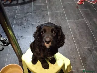 Cocker Spaniel dogs Cocker spaniel puppy for sale ready now - Advert 5