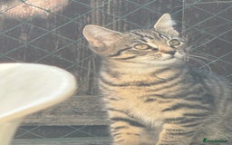 Mixed Breed cats for sale: Last little girl  - Image 3
