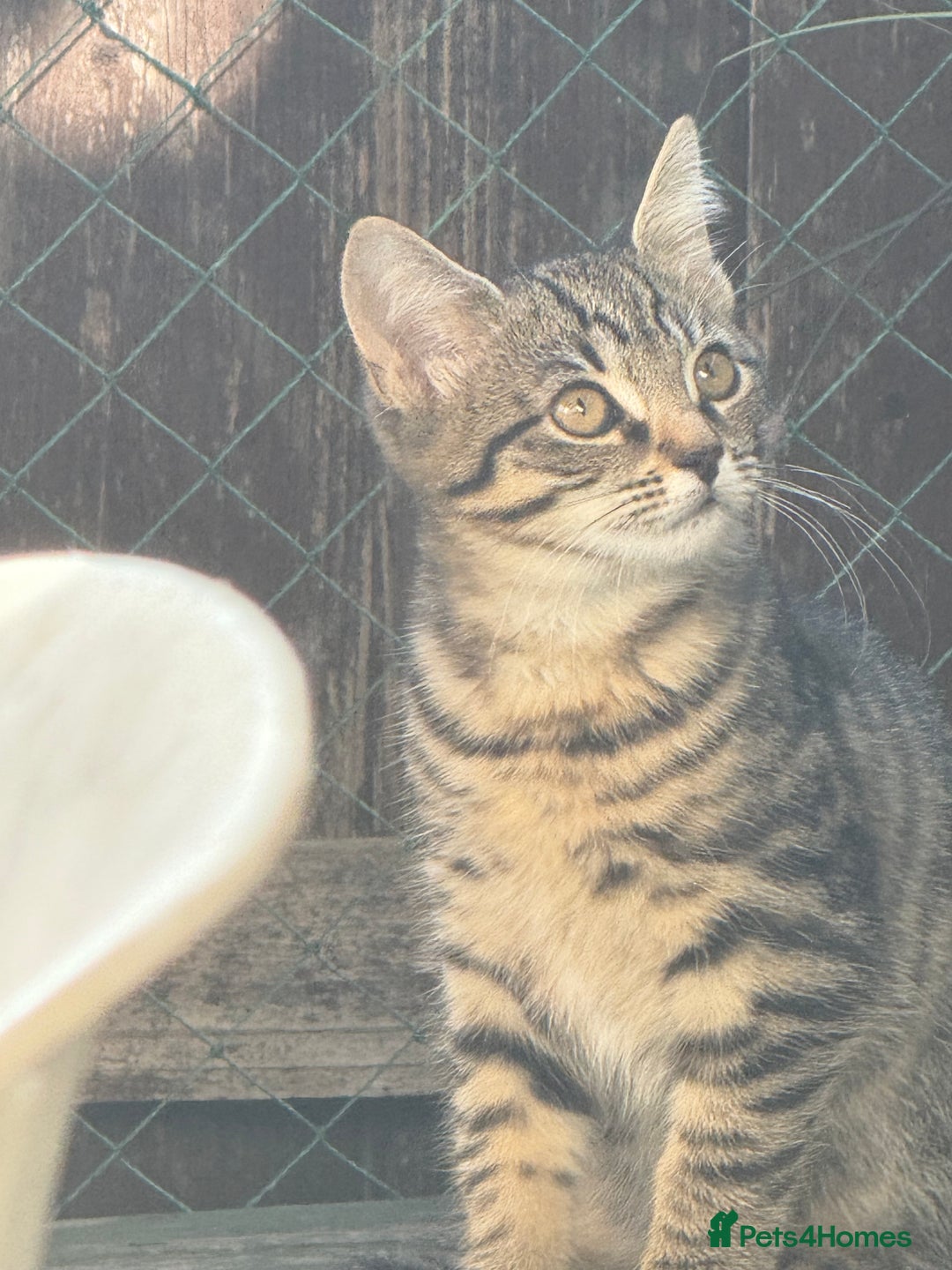 Mixed Breed cats for sale: Last little girl  - Image 3