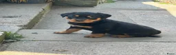 Rottweiler dogs for sale: Big chunky Rottweiler puppies  - Advert 6