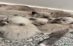 Ragdoll cats for sale: READY TO RESERVE - pedigree Ragdoll Kittens - Image 11