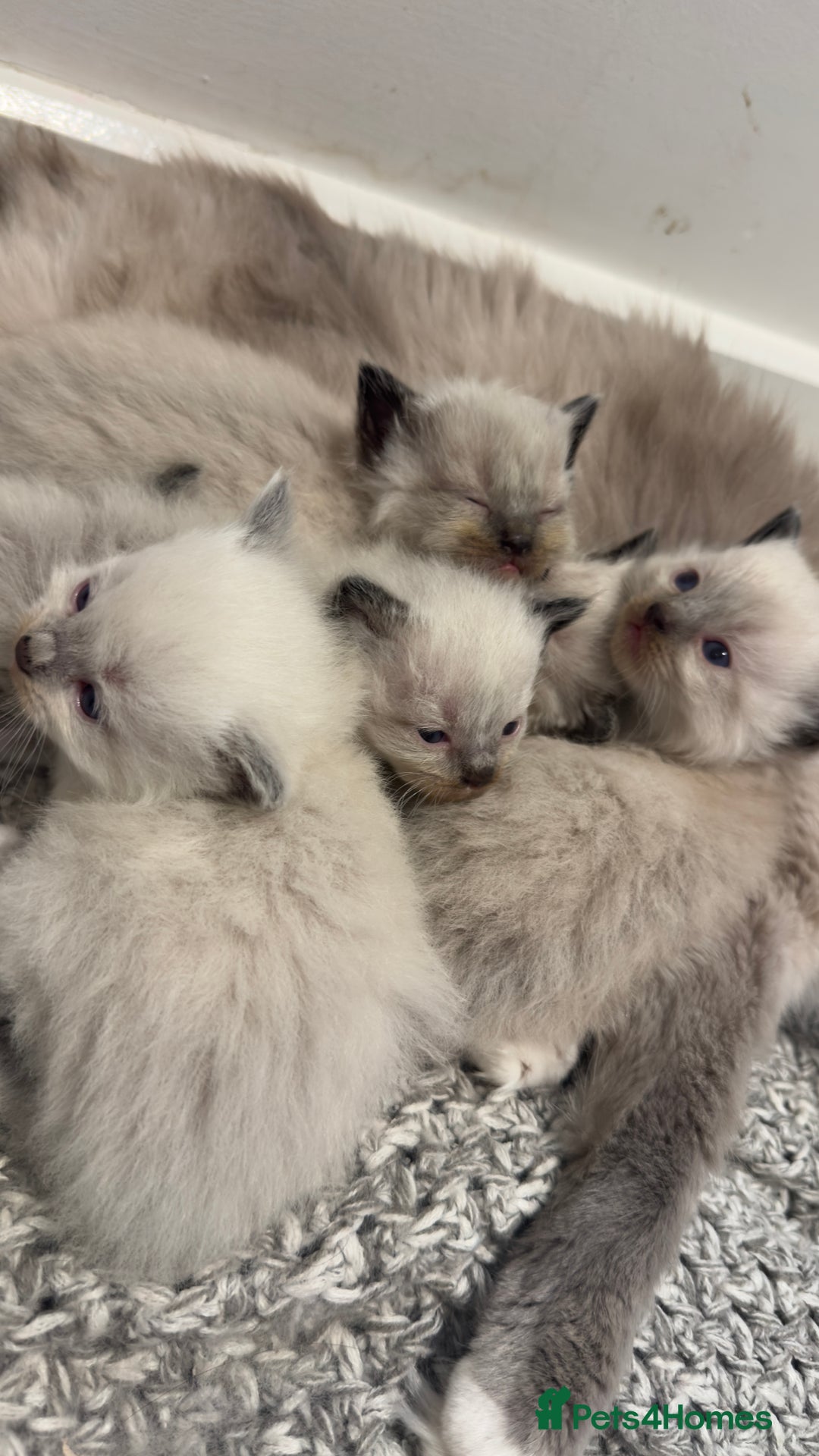 Ragdoll cats for sale: READY TO RESERVE - pedigree Ragdoll Kittens - Image 11
