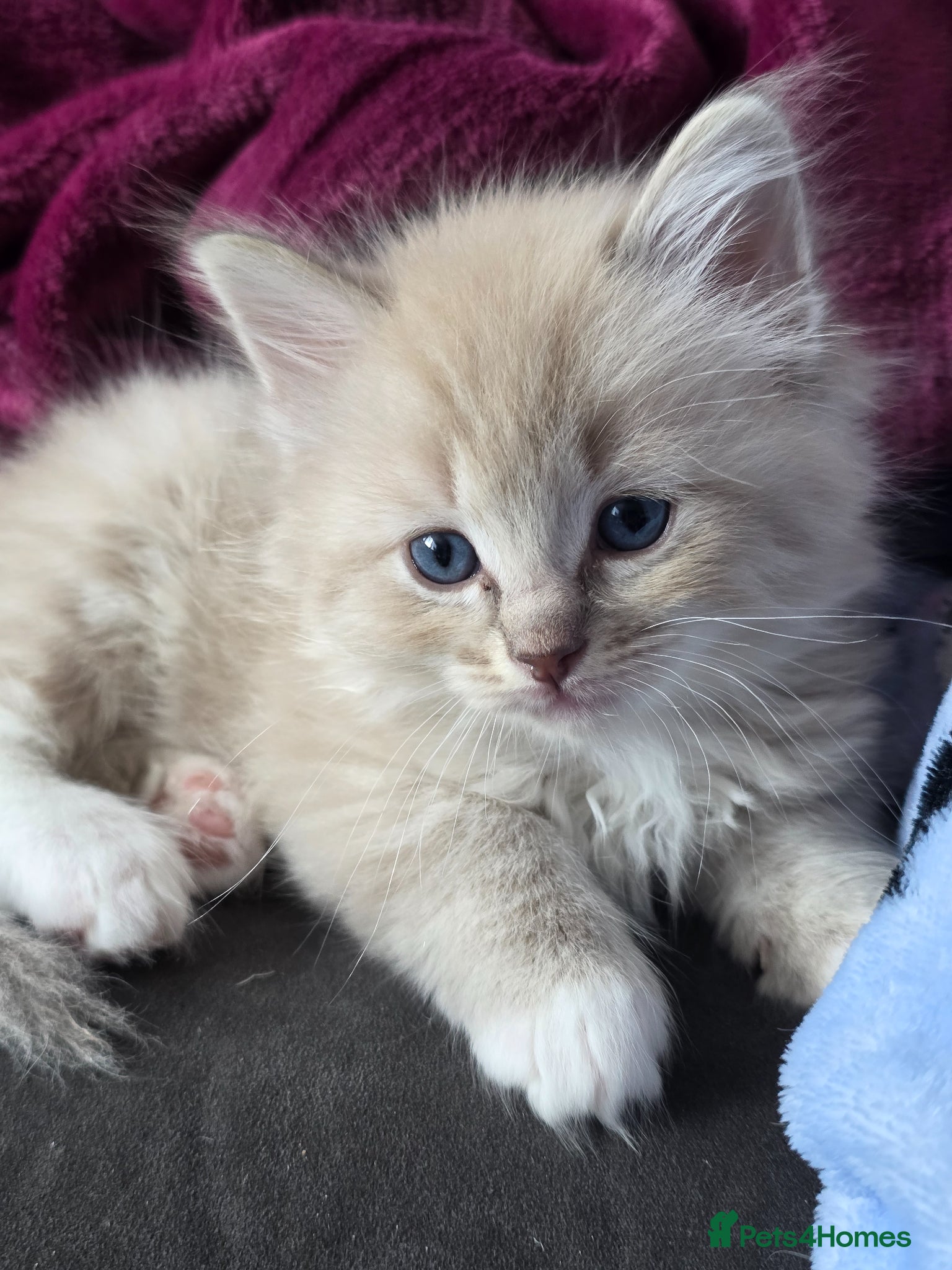 Ragdoll cats Ragdoll kittens - Advert 3