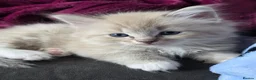 Ragdoll cats for sale: Ragdoll kittens in Perth - Advert 1