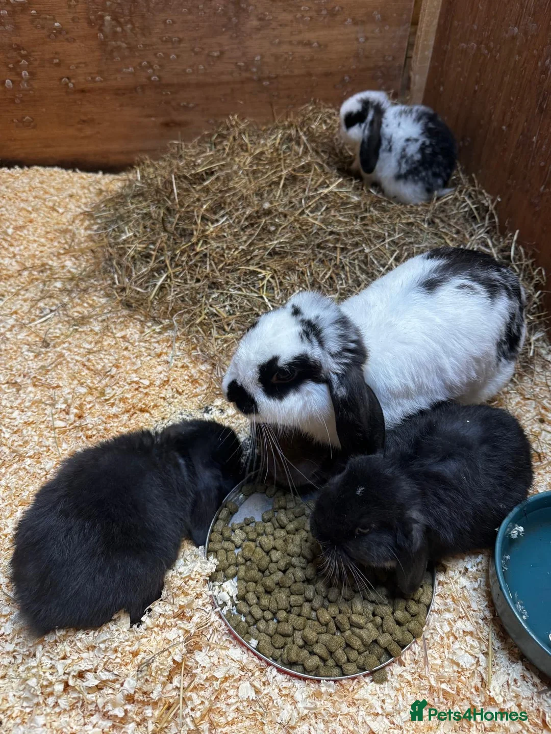 Mini Lop rabbits for sale: Gorgeous Mini Lops  - Advert 9