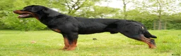 Rottweiler dogs for sale: 🐶PREMIUM ROTTWEILERS. ADRK GERMAN BLOODLINES 🇩🇪 - Advert 3