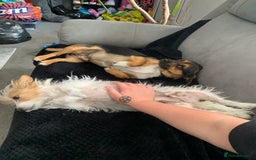 Mixed Breed dogs for sale: Terrier mix male puppy for sale - Image 6