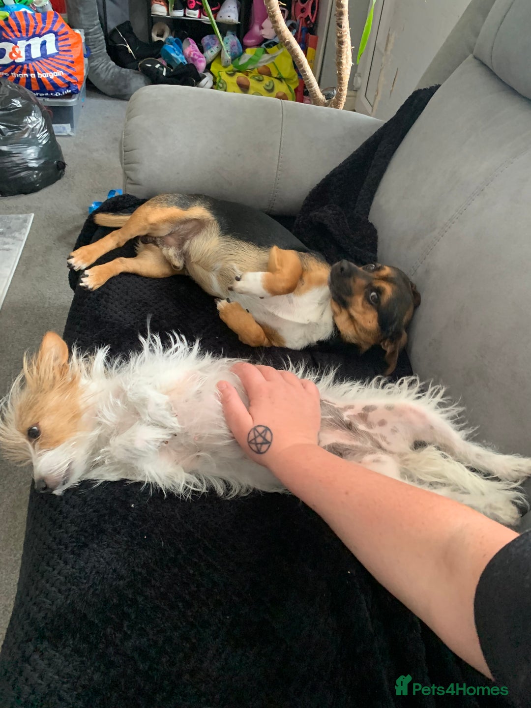 Mixed Breed dogs for sale: Terrier mix male puppy for sale - Image 6