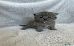 British Shorthair cats for sale: High quality GCCF registered kittens   - Image 15