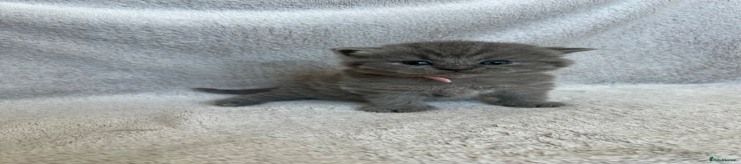 British Shorthair Kitten 5