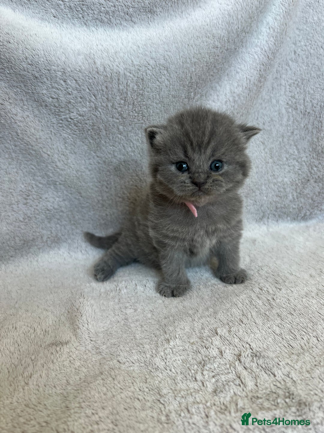 British Shorthair cats for sale: High quality GCCF registered kittens   - Image 15