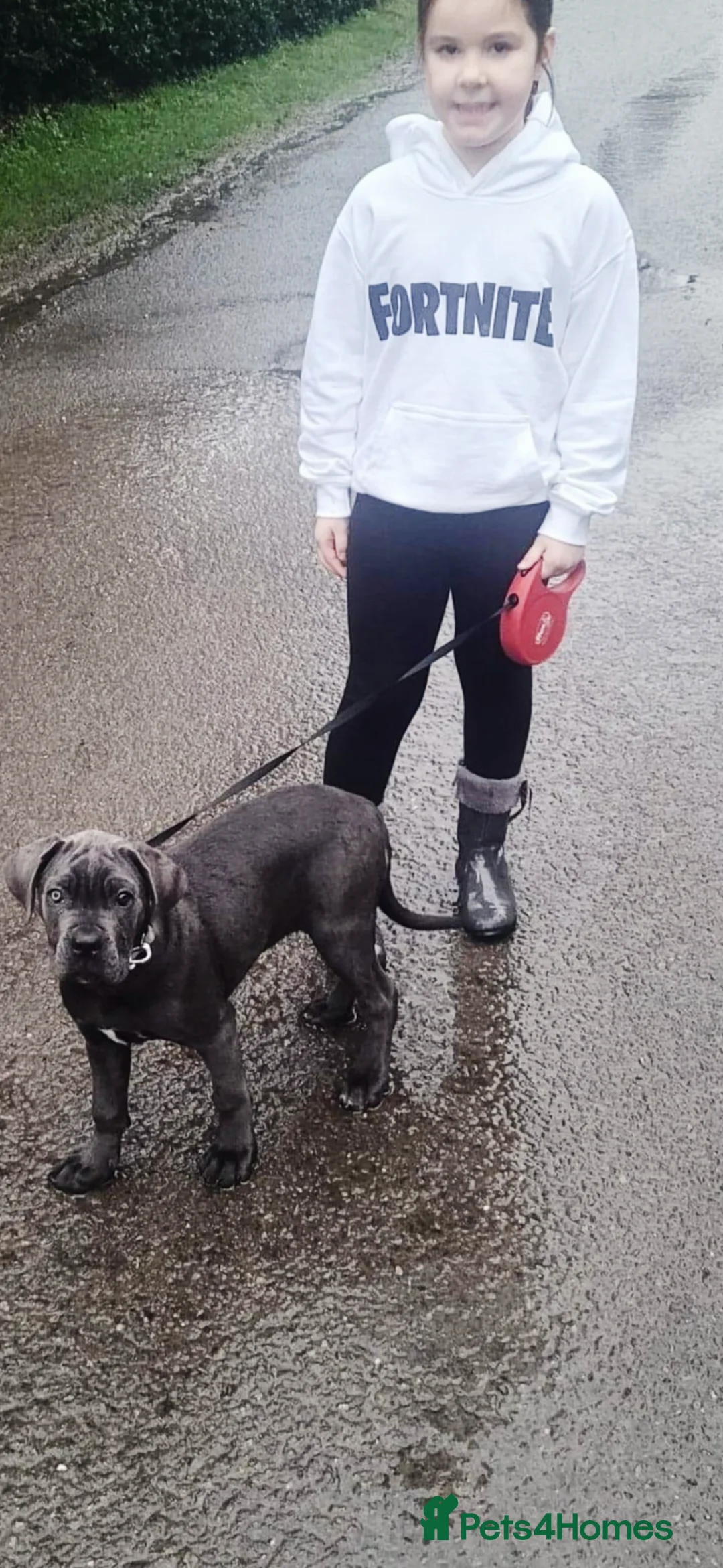 Cane Corso dogs for sale: Cane corso narla - Advert 2