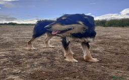 Lurcher dogs for sale: Beautiful Lurcher boy - Image 1