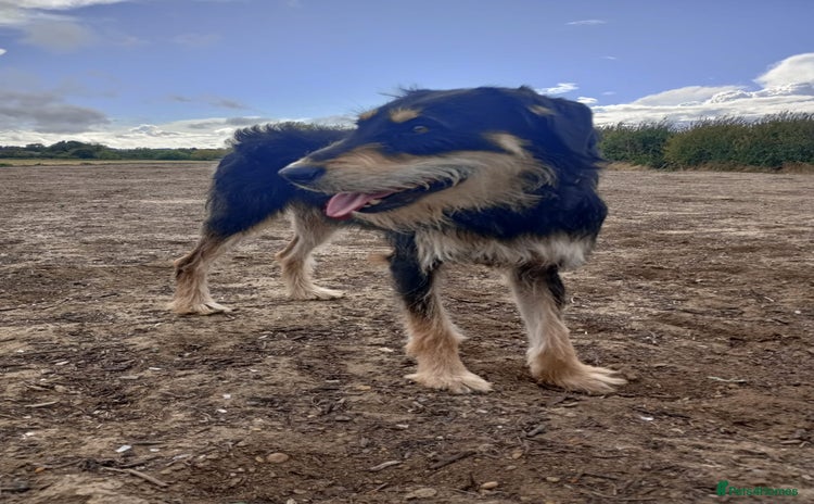 Lurcher dogs - Advert 1