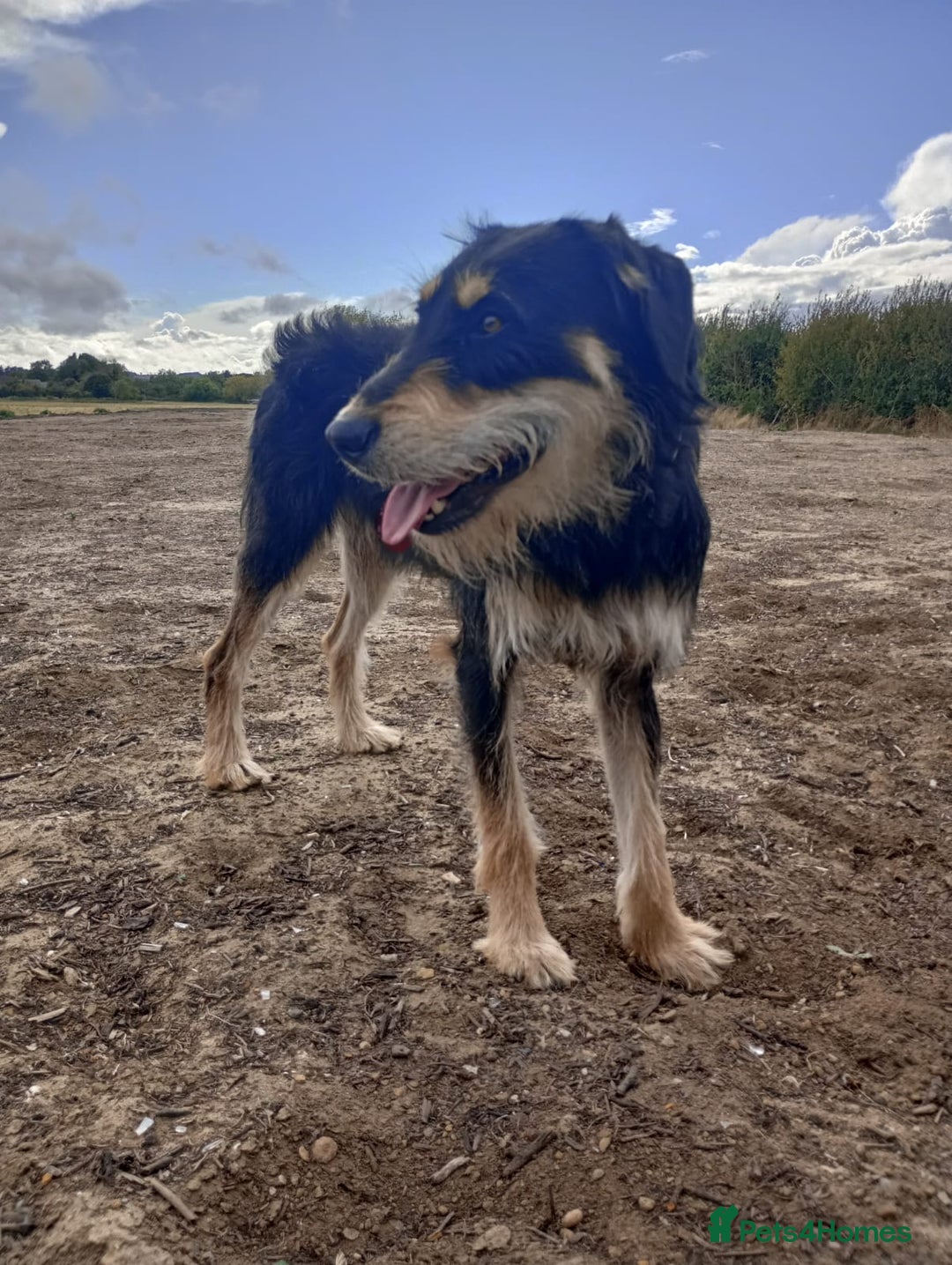 Lurcher dogs for sale: Beautiful Lurcher boy - Image 1
