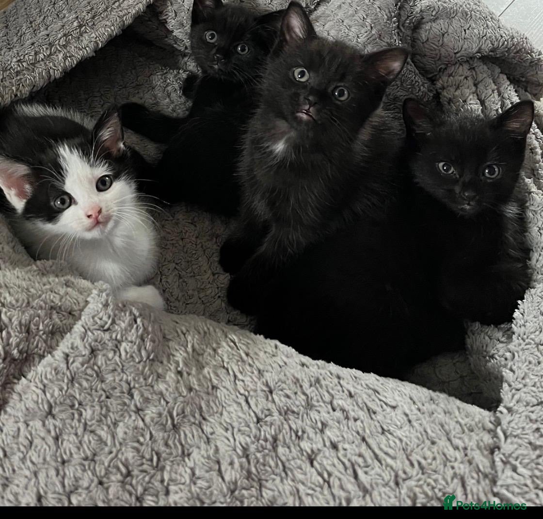 Domestic Shorthair cats 🐾 Beautiful Kittens Looking for Loving Homes 🐾 - Advert 10