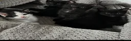 Domestic Shorthair cats for sale: 🐾 Beautiful Kittens Looking for Loving Homes 🐾 - Advert 1