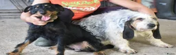 Jagdterrier dogs for adoption: Enzo  in Penryn - Advert 7