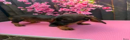 Dachshund dogs for sale: 2 tekles for sale brother and sister £1100 ONO - Advert 4