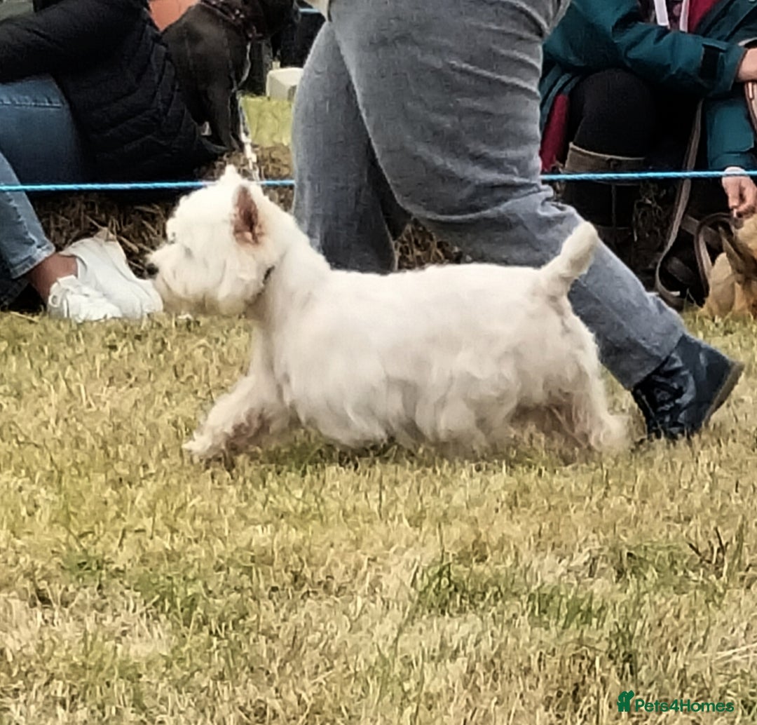 West Highland Terrier dogs for stud: * stud only* KC Stunning west highland terrier in Swansea - Advert 5