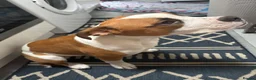 American Bulldog dogs for sale: American Bulldog 6 months old  - Advert 3