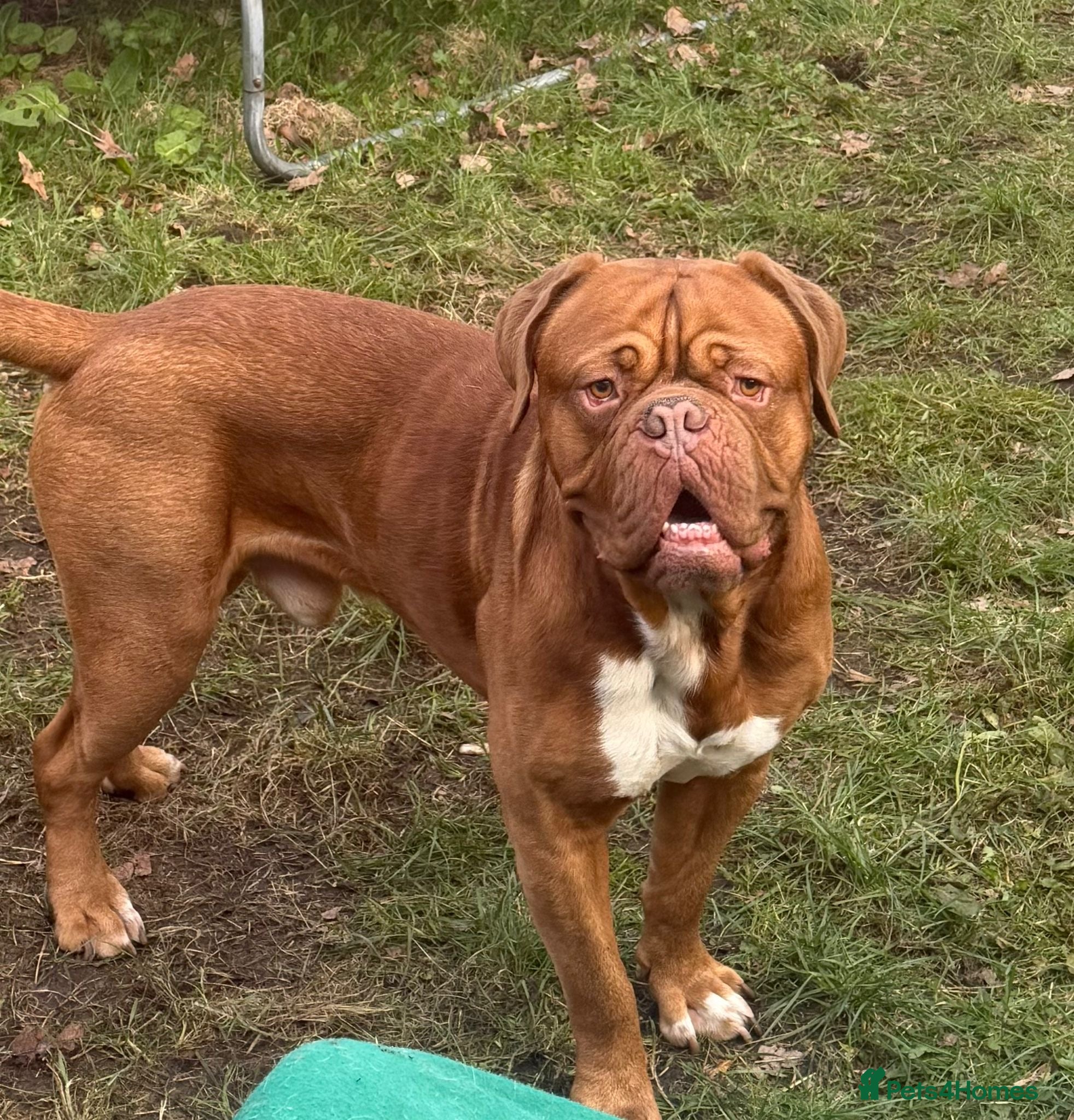 Dogue De Bordeaux dogs Dogue De Bordeaux proven Stud champion in blood - Advert 1
