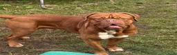 Dogue De Bordeaux dogs for stud: Dogue De Bordeaux proven Stud champion in blood - Advert 1