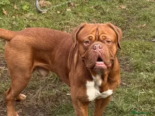 Dogue De Bordeaux dogs Dogue De Bordeaux proven Stud champion in blood - Advert 1