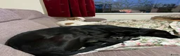 Mixed Breed dogs for adoption: Oscar is ready for his forever sofa! in Dawlish - Advert 2