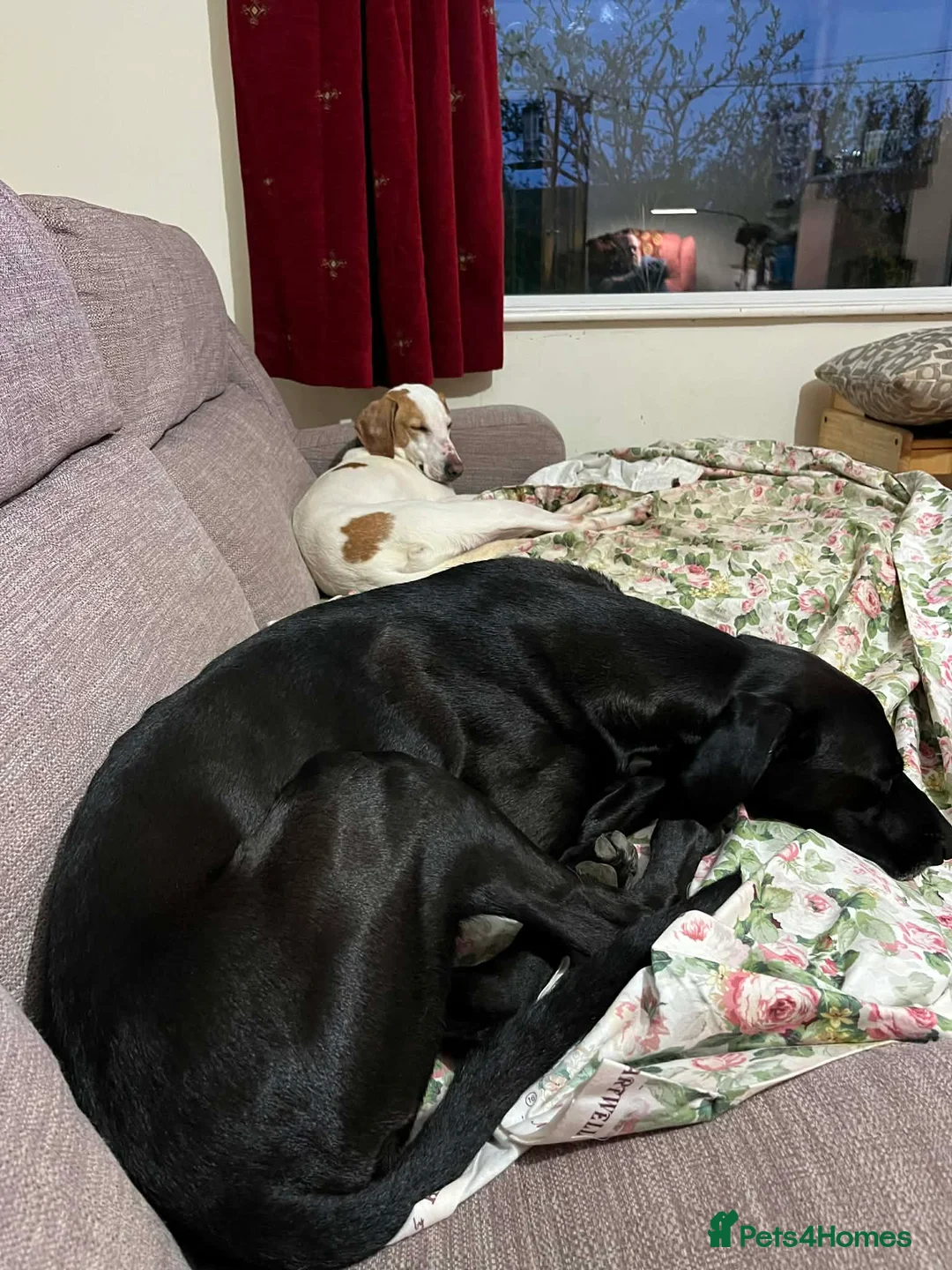 Mixed Breed dogs for adoption: Oscar is ready for his forever sofa! in Dawlish - Advert 2